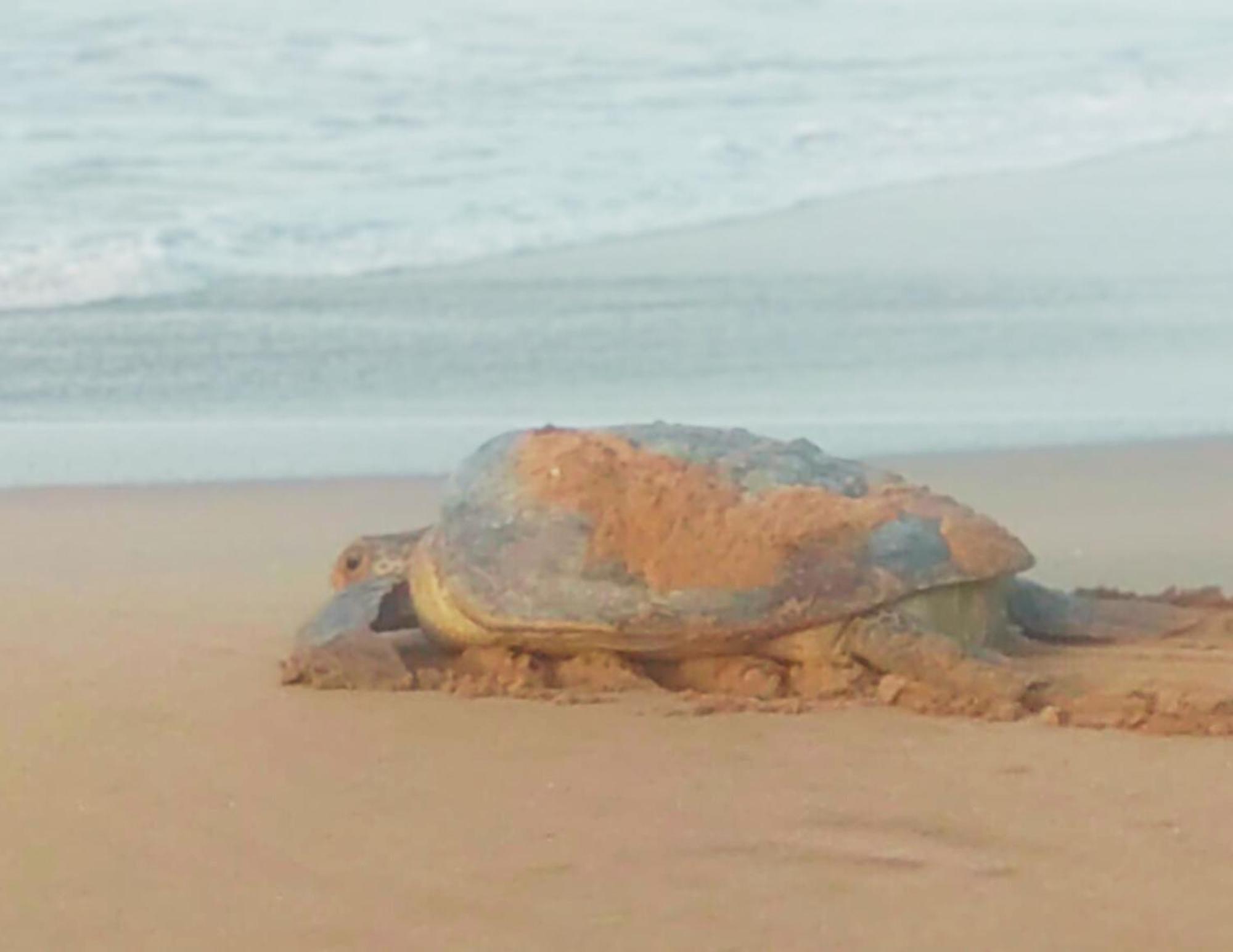 Amour At Turtle Beach Тангалле Екстер'єр фото
